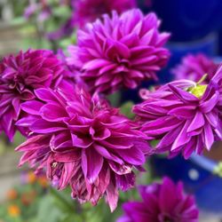 Sloat Garden Center - Dahlia