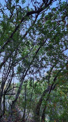 Anthony Chabot Regional Park by null