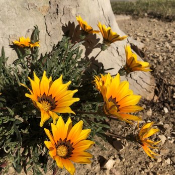 Holleigh Bernson Memorial Park - Nice wild flowers - Parks Near Me - Los Angeles, California