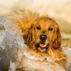 Little Neck Veterinary Clinic - Spaying or Neutering your puppy Many veterinarians believe that spaying or neutering not only helps solve the serious problem...