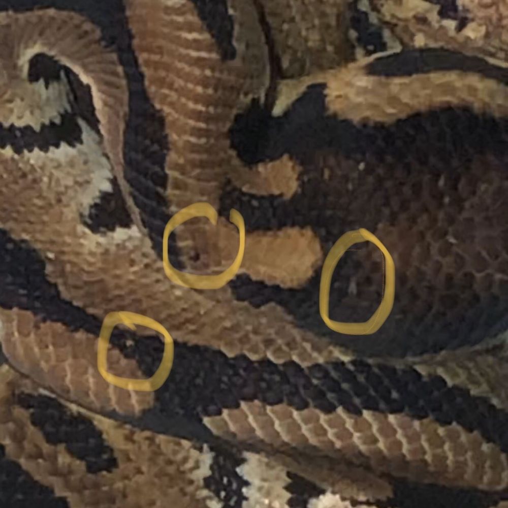 Forever Pets - Snake mites - Pet Services Near Me - San Antonio, Texas Forever Pets - Snake mites - Pet Services Near Me - San Antonio, Texas