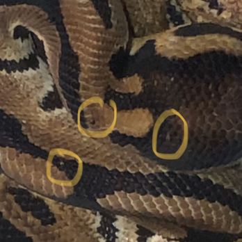 Forever Pets - Snake mites - Pet Services Near Me - San Antonio, Texas Forever Pets - Snake mites - Pet Services Near Me - San Antonio, Texas