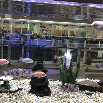 Beverly's Pet Center - Pet Stores Near Me - Pembroke Pines, Florida Beverly's Pet Center - Pet Stores Near Me - Pembroke Pines, Florida