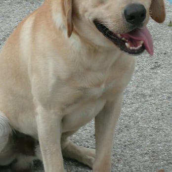 Tropical Dog Training - Pet Training Near Me Tropical Dog Training - Pet Training Near Me