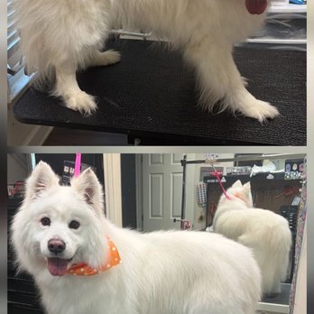 Grooming by Lacy - Before (top) & after the wonderful job by Lacy - Pet Groomers Near Me - Wake Forest, North Carolina