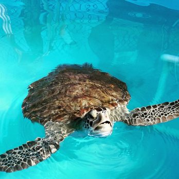 The Turtle Hospital - Veterinarians Near Me - Marathon, Florida The Turtle Hospital - Veterinarians Near Me - Marathon, Florida