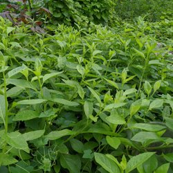 Do Good Farm - Okinawa spinach