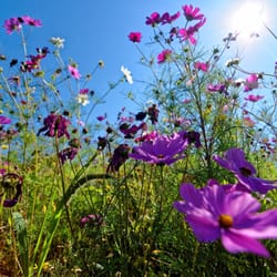 Parc culturel de Rentilly - Une année ou le labyrinthe florale était la.