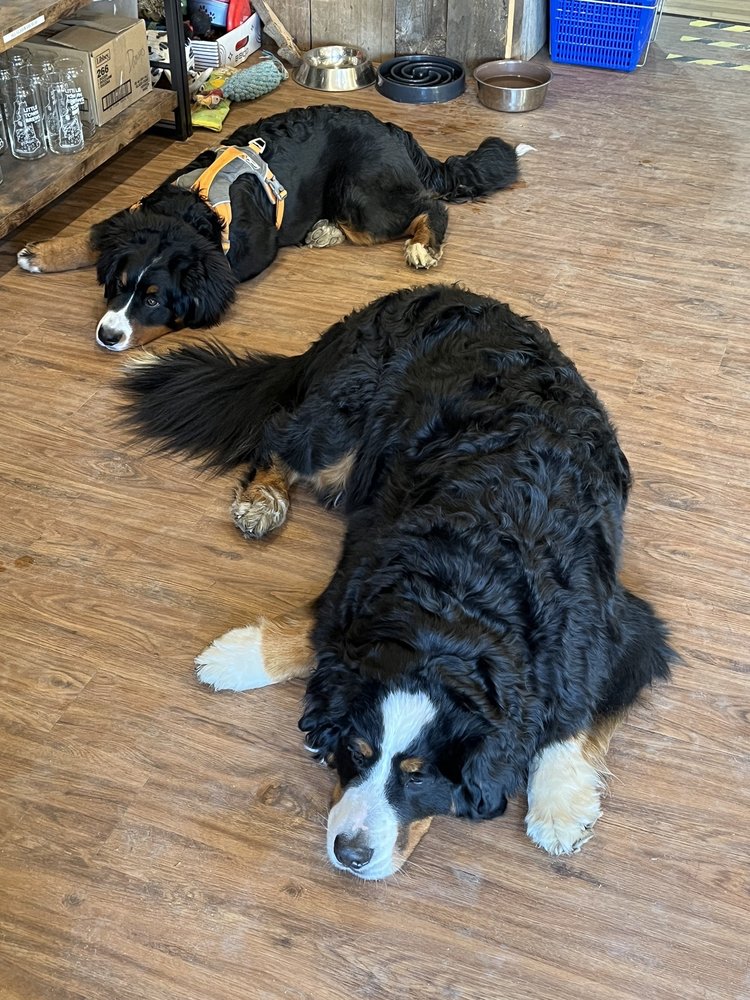 Little Town Brews Logo