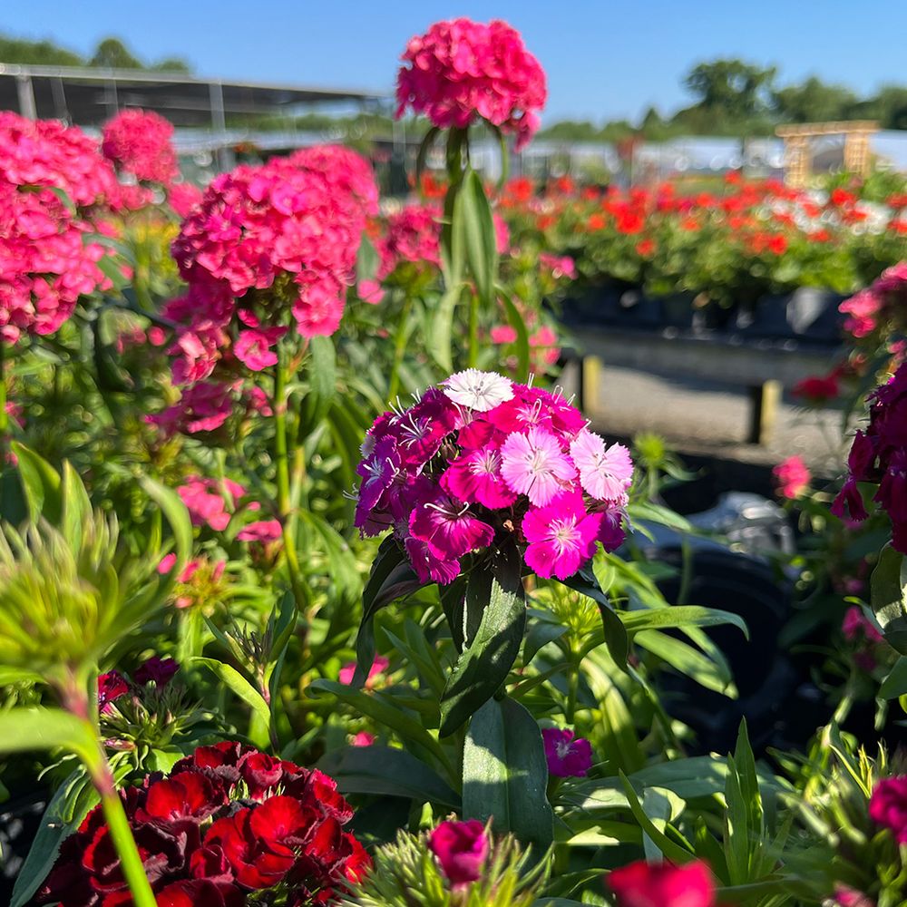 BARLOW’S Updated August 2024 47 Photos & 26 Reviews 1014 Sea Girt