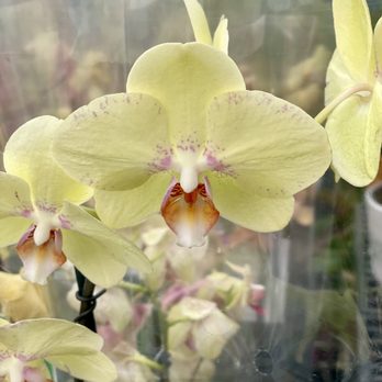 Walmart Supercenter - An American Orchid - Grocery Near Me - Jefferson City, Tennessee Walmart Supercenter - An American Orchid - Grocery Near Me - Jefferson City, Tennessee