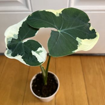 McCue Garden Center - Mickey Mouse Alocasia - Nurseries & Gardening Near Me - Woburn, Massachusetts McCue Garden Center - Mickey Mouse Alocasia - Nurseries & Gardening Near Me - Woburn, Massachusetts