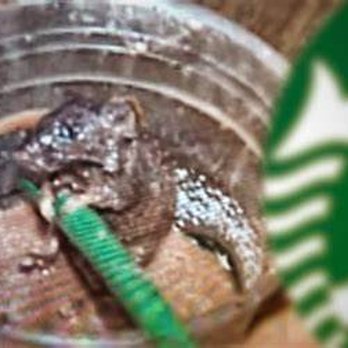 Starbucks - this was in my drink btw - Coffee & Tea Near Me - Sacramento, California Starbucks - this was in my drink btw - Coffee & Tea Near Me - Sacramento, California