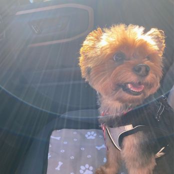 Pet Spaw - Pet Groomers Near Me - Glendora, California