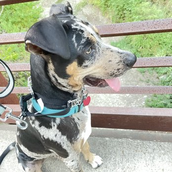 Sit Means Sit - Pet Training Near Me - Belton, Texas
