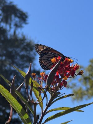 Boone Hall Plantation & Gardens by null