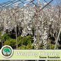 Photo of Atwater Nursery
