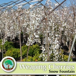 Atwater Nursery - Weaping Cherries