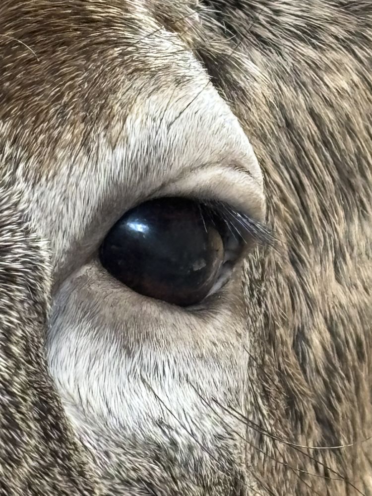 Lewis Taxidermy - taxidermy in East Fairfield, VT