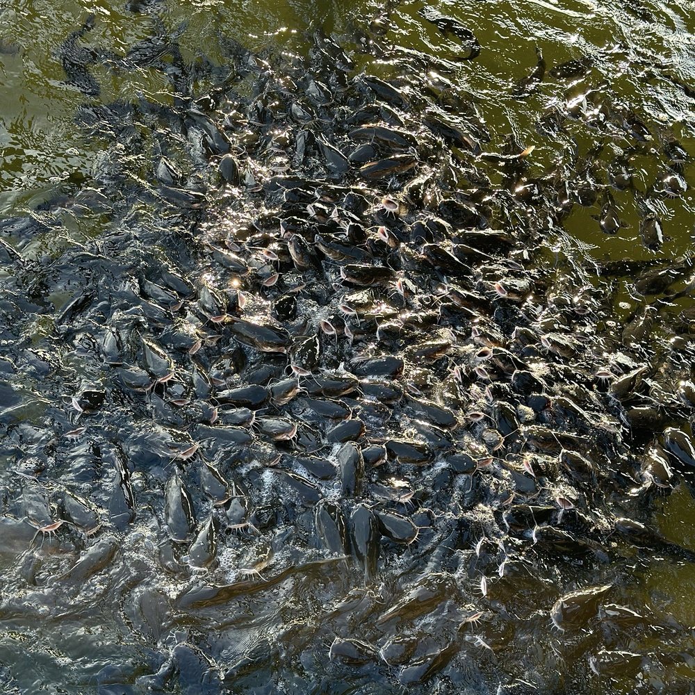 Squid Lips - Seafood Near Me - Cocoa Beach, Florida