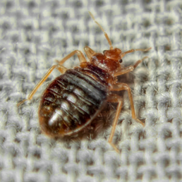 Bedbug Bedbug