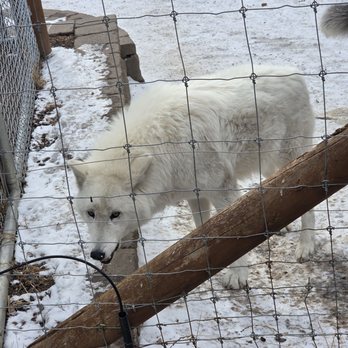 Colorado Wolf and Wildlife Center - Zoos Near Me - Divide, Colorado Colorado Wolf and Wildlife Center - Zoos Near Me - Divide, Colorado