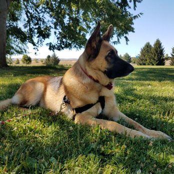 Kelley's K-9 camp - This is my Belle - Pet Training Near Me - Tieton, Washington Kelley's K-9 camp - This is my Belle - Pet Training Near Me - Tieton, Washington