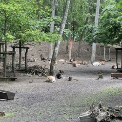 Wildpark-MV - Damwild Ruhezone (Mai 2022)