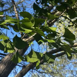 The Dawes Arboretum - Ginkgo leaves