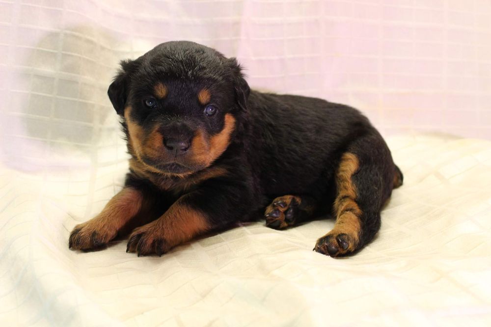 HANDLEY RANCH Request Information 12170 Pleasant Hill Dr, Hemingway