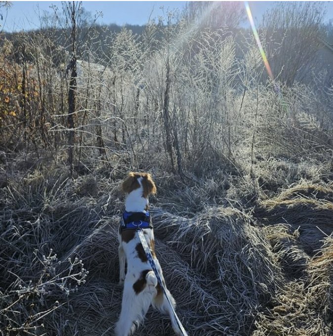 WAGGY TAILS PET SITTING + DOG WALKING Updated October 2024