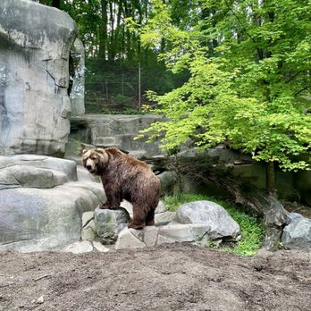 John Ball Zoo - cool bear! - Zoos Near Me - Grand Rapids, Michigan John Ball Zoo - cool bear! - Zoos Near Me - Grand Rapids, Michigan