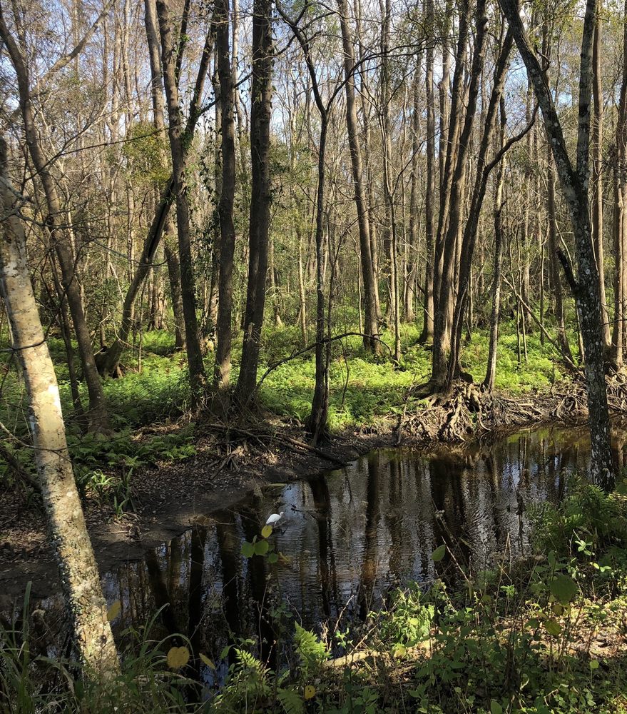Saddle Creek Park Image