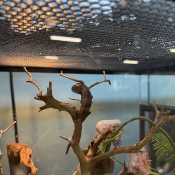 LLLReptile & Supply - Our new buddy. - Reptile Shops Near Me - Oceanside, California LLLReptile & Supply - Our new buddy. - Reptile Shops Near Me - Oceanside, California