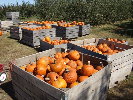 Curtis Orchard & Pumpkin Patch by null