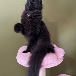 Cutsie MaineCoon