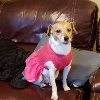 shelby street animal clinic