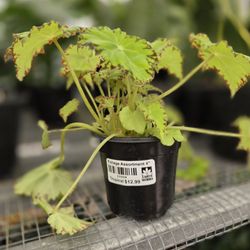 Earth Works Plant Nursery