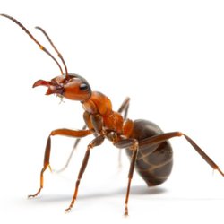 Female Choice Pest Control
