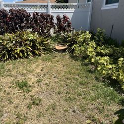 No Limits Tree Service - The down tree and clean up.