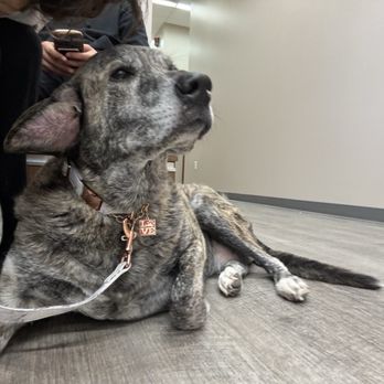Pet Wellness Center - Wow! What a big swollen ear! - Veterinarians Near Me - Murrieta, California Pet Wellness Center - Wow! What a big swollen ear! - Veterinarians Near Me - Murrieta, California