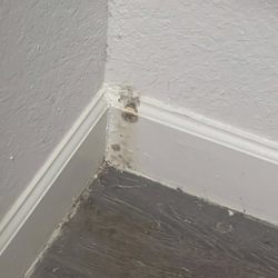 The Sophia at Abacoa Apartments - A week later, after cleaning, here is the mold from the closet