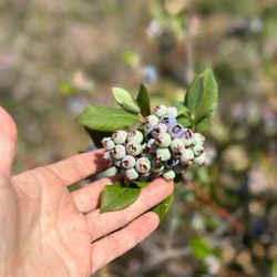 Once In A Blue Moon Berries - Blueberries