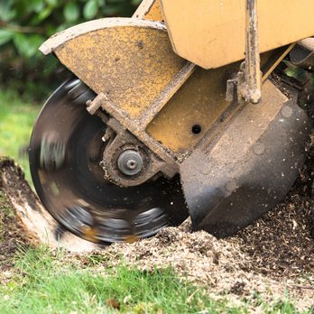 Stump Sniper - Tree Services Near Me - Excelsior, Minnesota Stump Sniper - Tree Services Near Me - Excelsior, Minnesota