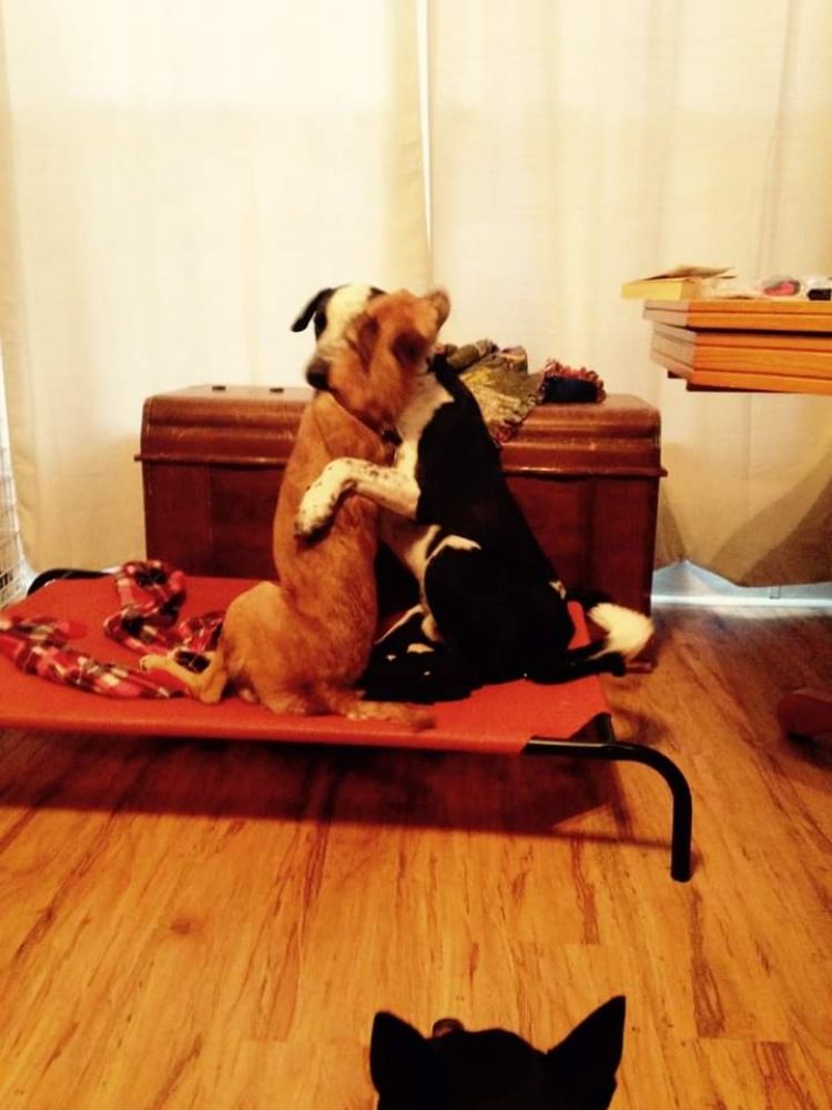 All Your Pets & House Sitting Image