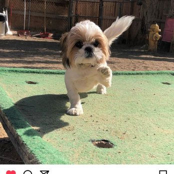 Taggs K9 - Pet Training Near Me - North Las Vegas, Nevada Taggs K9 - Pet Training Near Me - North Las Vegas, Nevada