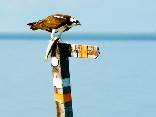 Bamboo Charters by null