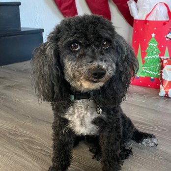 Dirty Dog Grooming - She had a flat top. It took over a month to grow out. - Pet Groomers Near Me - Carson City, Nevada Dirty Dog Grooming - She had a flat top. It took over a month to grow out. - Pet Groomers Near Me - Carson City, Nevada