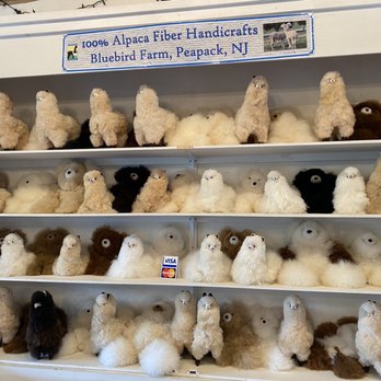Bluebird Farm Alpacas - Incredibly soft souvenirs to take home! - Attraction Farms Near Me - Peapack, New Jersey