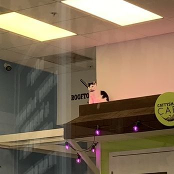 Cattyshack Cat Cafe - Themed Cafes Near Me - Fort Myers, Florida Cattyshack Cat Cafe - Themed Cafes Near Me - Fort Myers, Florida